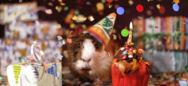 lustiges Bild eines Meerschweinchens mit Konfetti und Hut